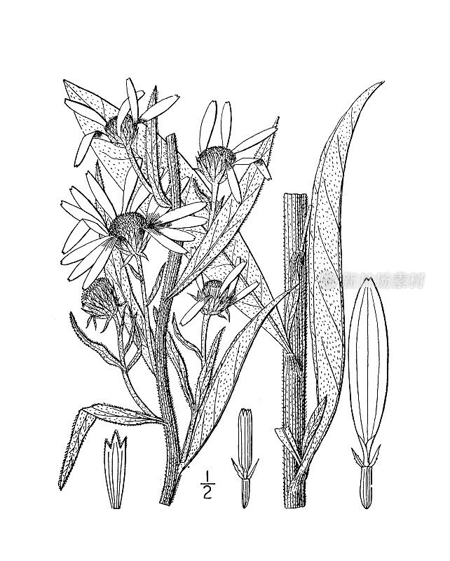 古董植物学植物插图:Helianthus Maximiliani, Maximilian的向日葵